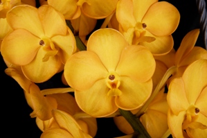 Vanda Ladda Gold Linda Jean AM/AOS 83 pts.